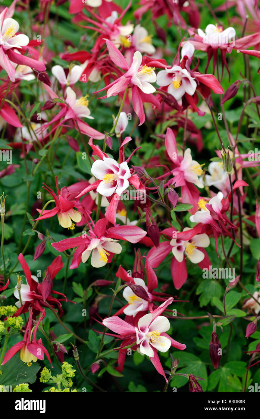Aquilegia Pink and White Granny's Bonnet Columbine long-spurred flowers blooms blossoms hybrid two tone bicolour aquilegia Stock Photo