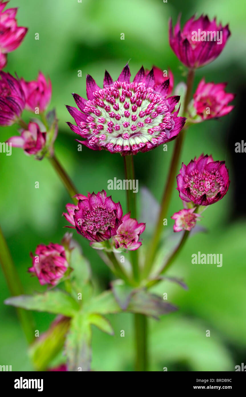 Astrantia star of beauty red form closeup close-up detail macro var variant cultivar blurred blur green background Stock Photo