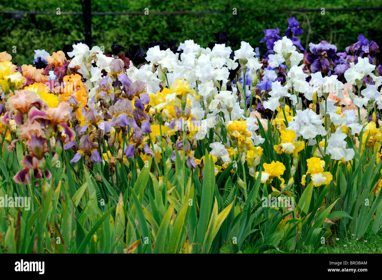 Tall Bearded Iris Irises Flowerbed Flowers Bloom Blossom Multiple Multi Many Different Colours Colors Stock Photo Alamy