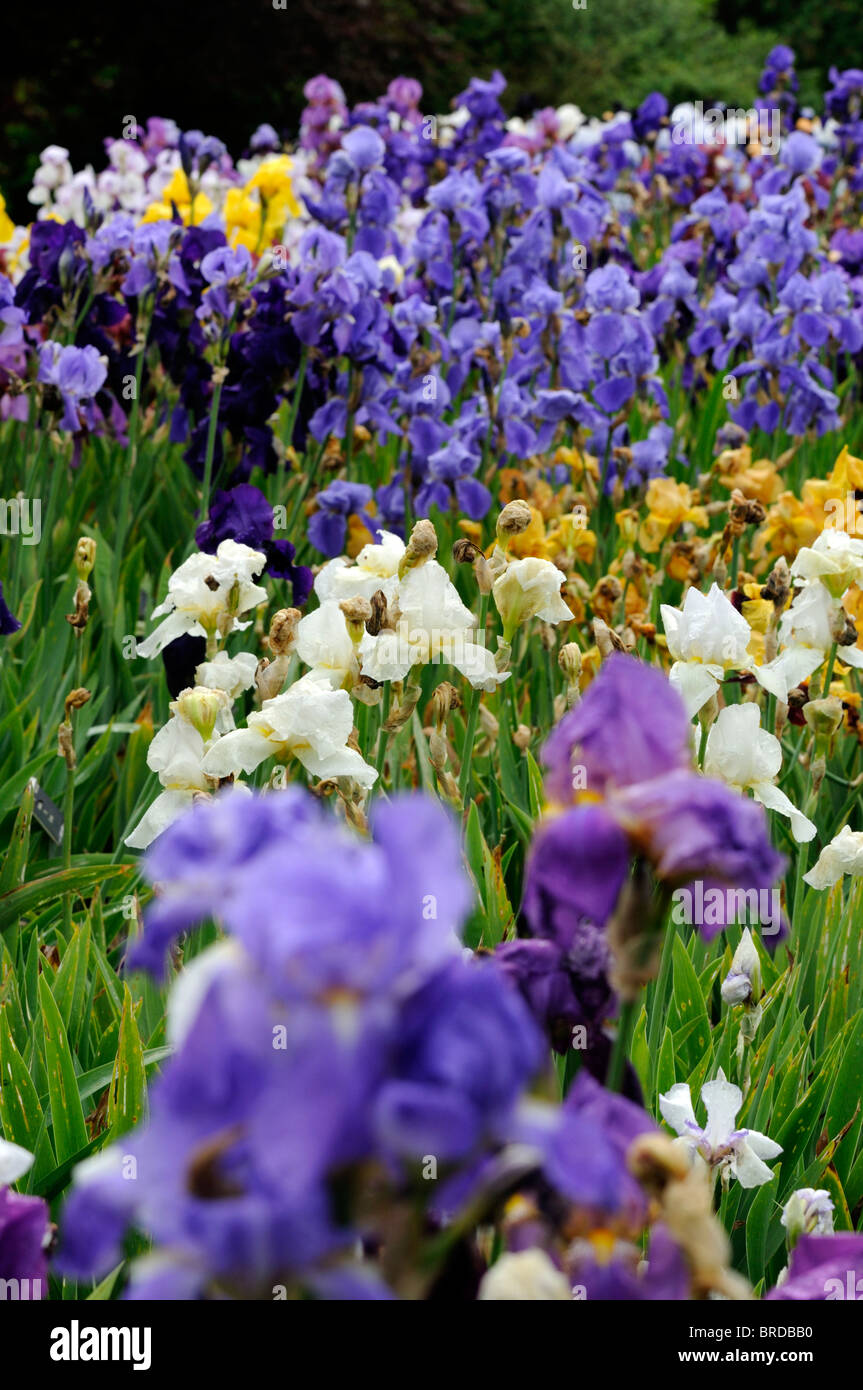 Multiple iris flowers hires stock photography and images Alamy