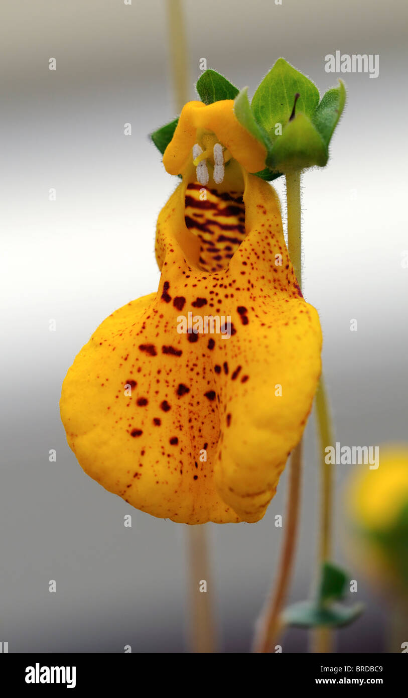 Calceolaria john innes slipper flower Slipperworts Ladie's Purses Pocketbook Flowers annual balloon like flower orange yellow Stock Photo