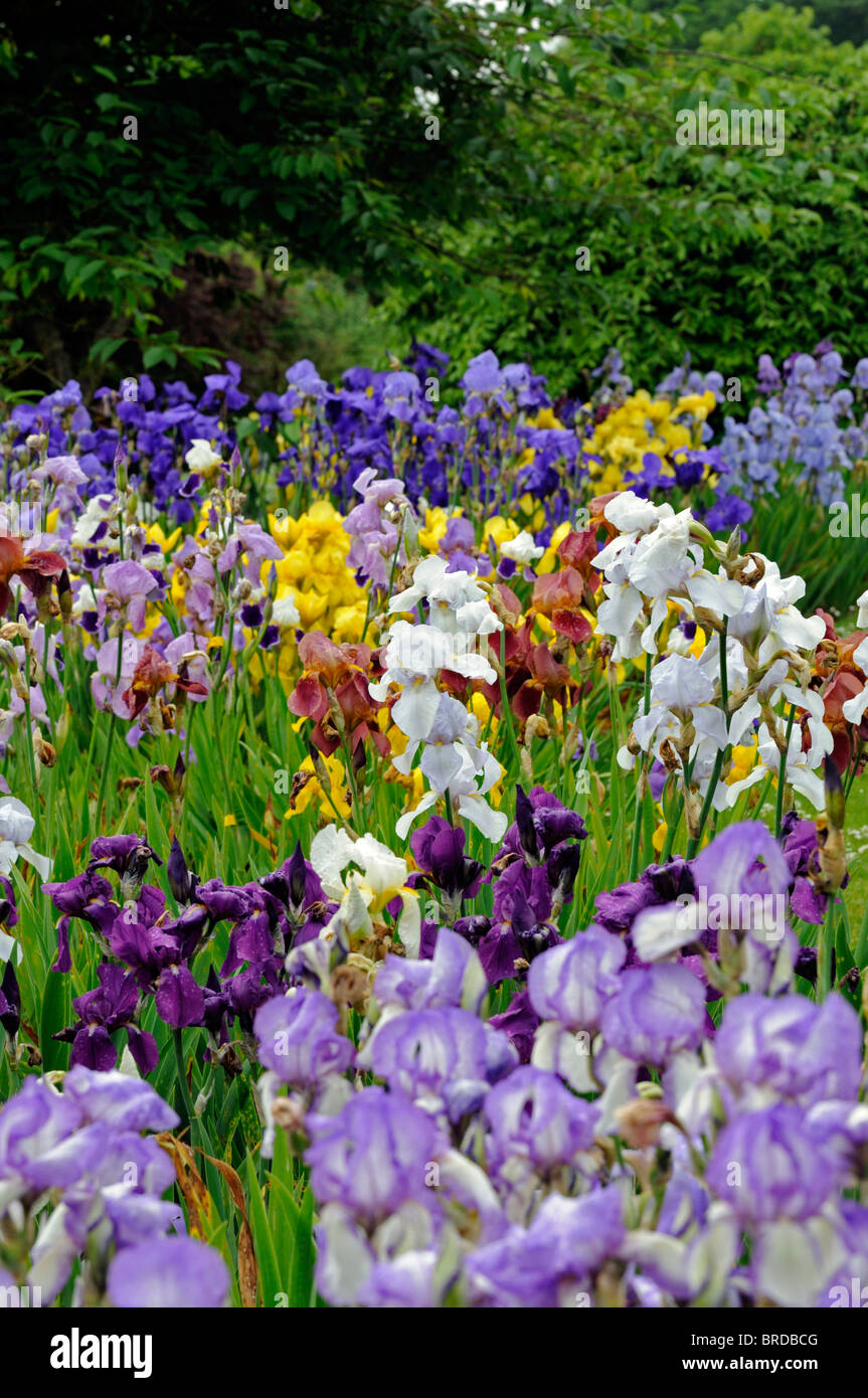Tall bearded iris irises flowerbed flowers bloom blossom multiple multi ...