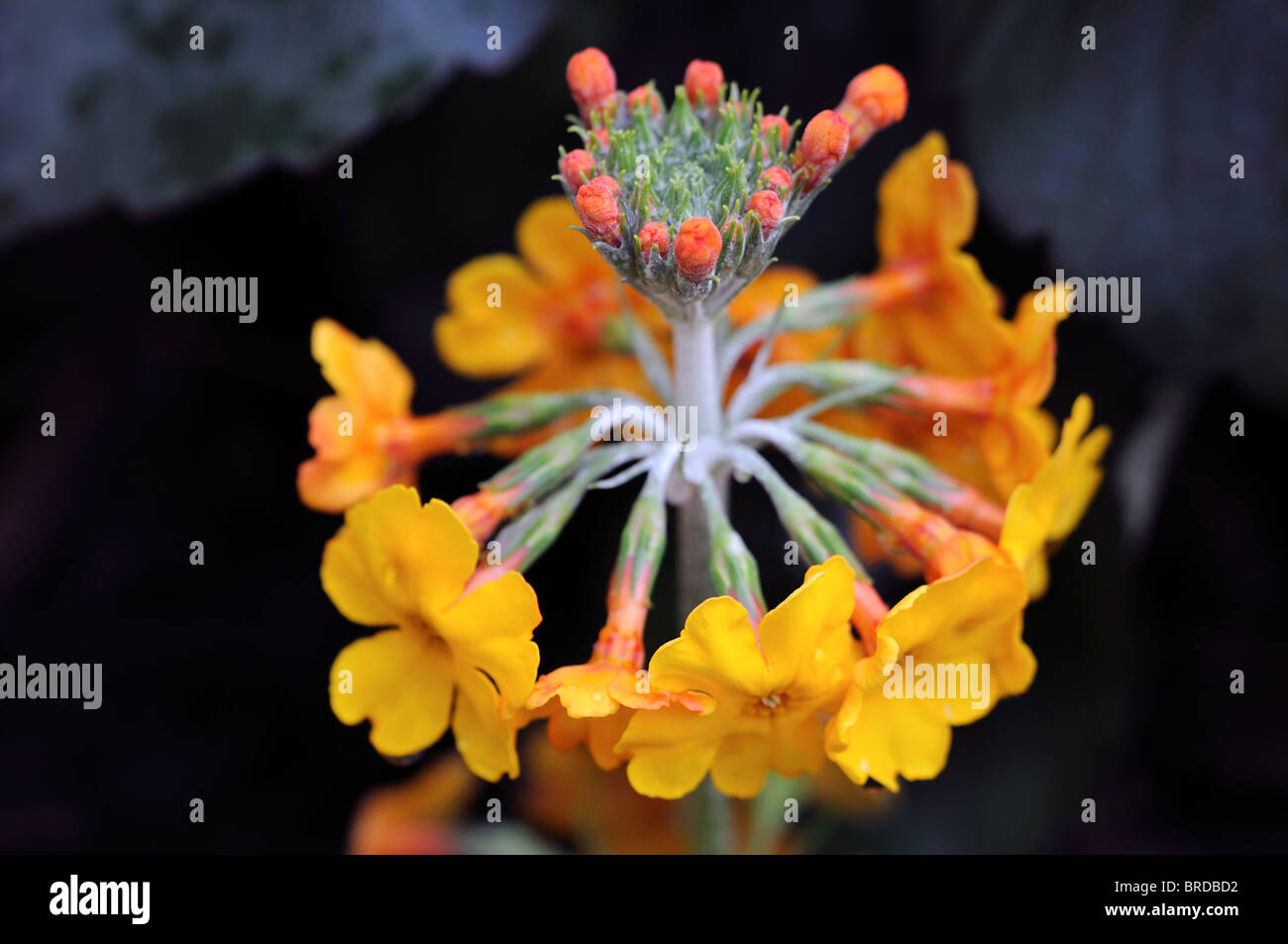 Primula bulleyana yellow orange candelabra drumstick variant species sp close up primrose Stock Photo
