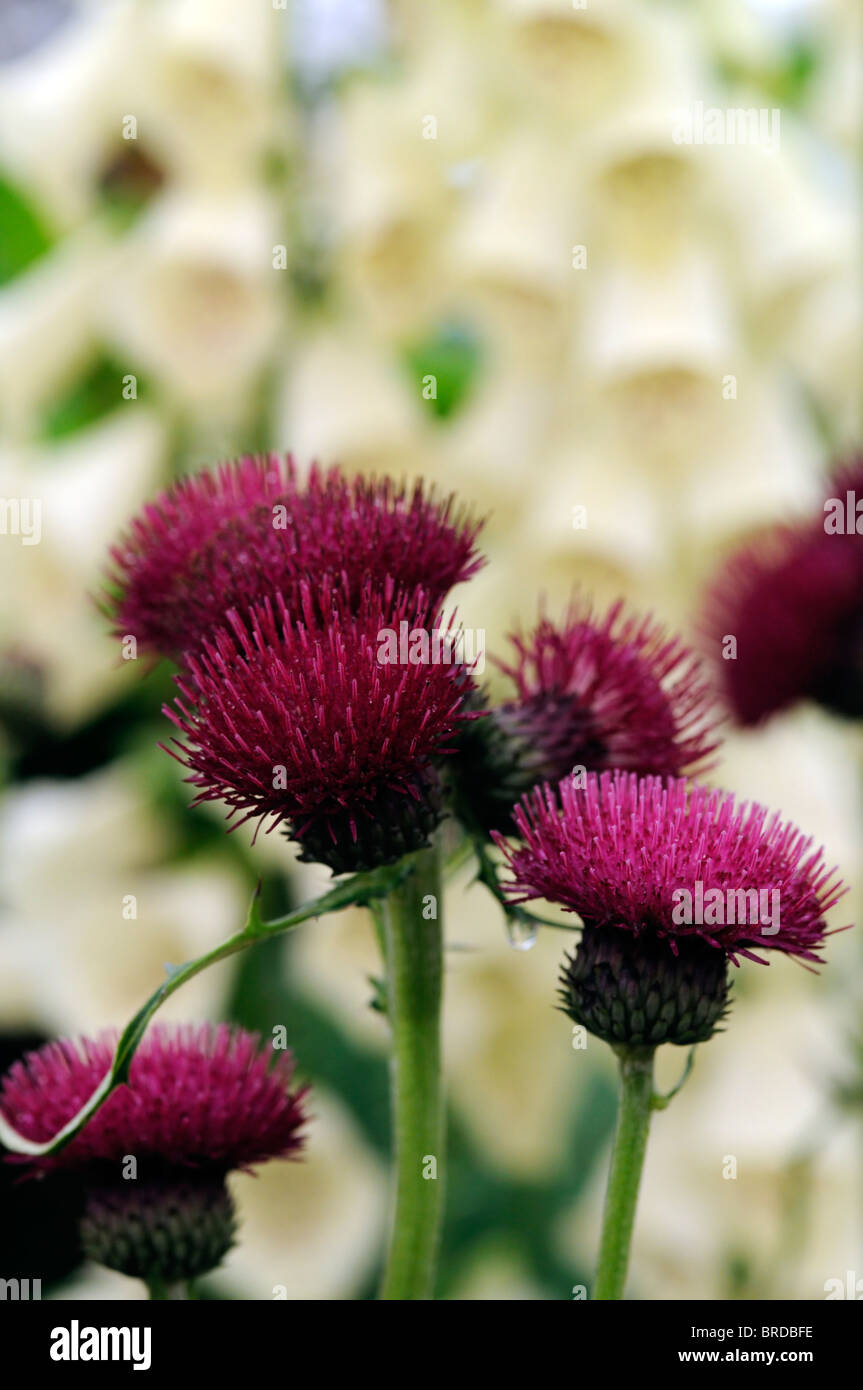 Cirsium rivulare atropurpureum Brook thistle ornamental deep crimson color colour clower bloom blooming perennial long lived Stock Photo