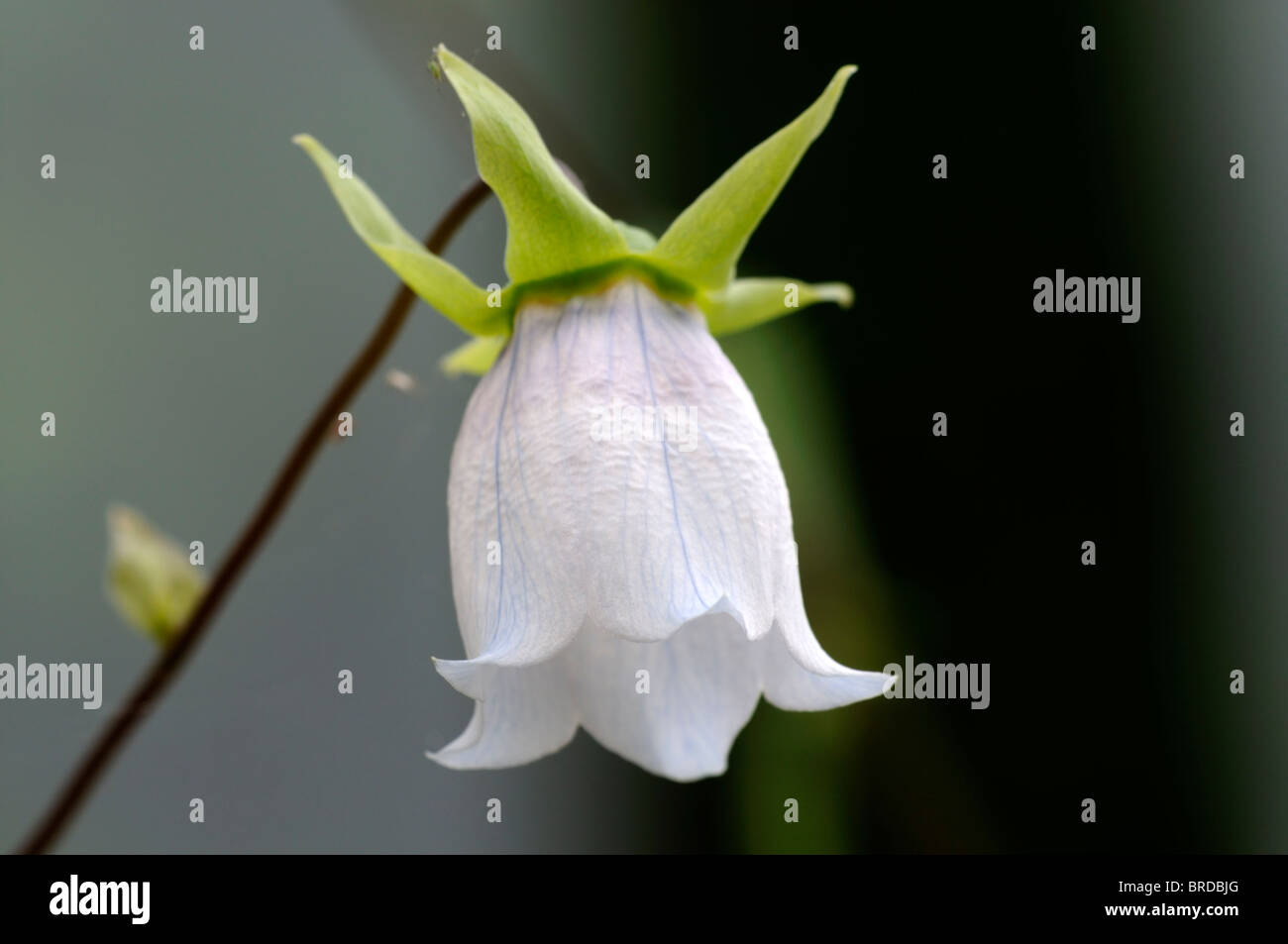 Codonopsis dicentrifolia asian bonnet bellflower white bell shaped flower bloom blossom chinese traditional medicine Stock Photo