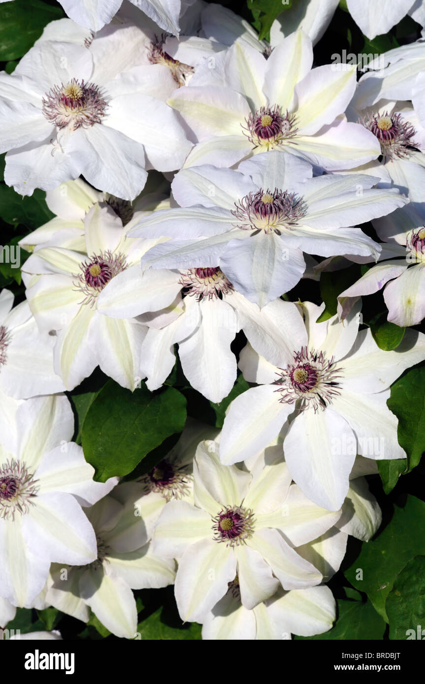 Spring flowering clematis hires stock photography and images Alamy