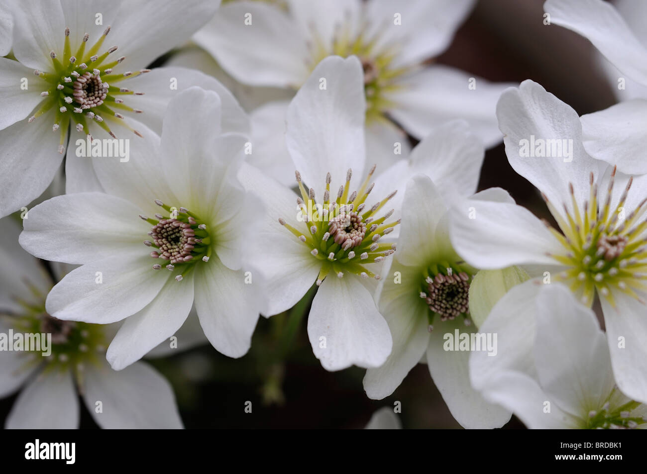Spring flowering clematis hires stock photography and images Alamy