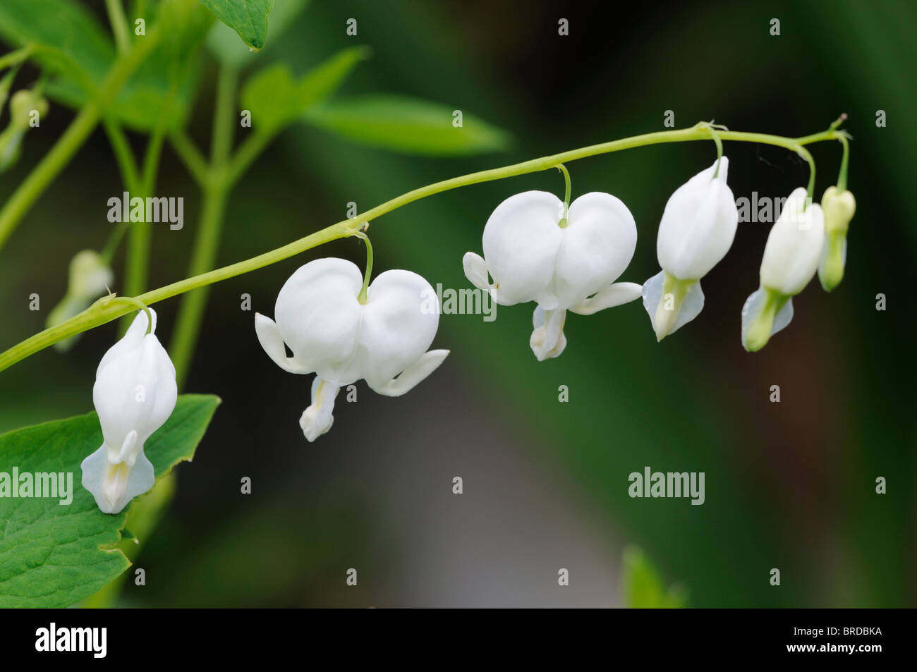 lamprocapnos white bleeding heart Dicentra spectabilis Alba Spring