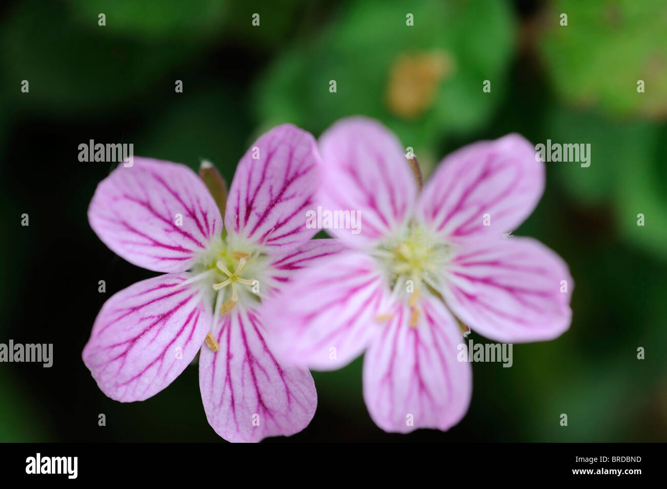 Erodium reichardii Cultivar Roseum heronsbill geranium alpine pink flower green leafy background Stock Photo