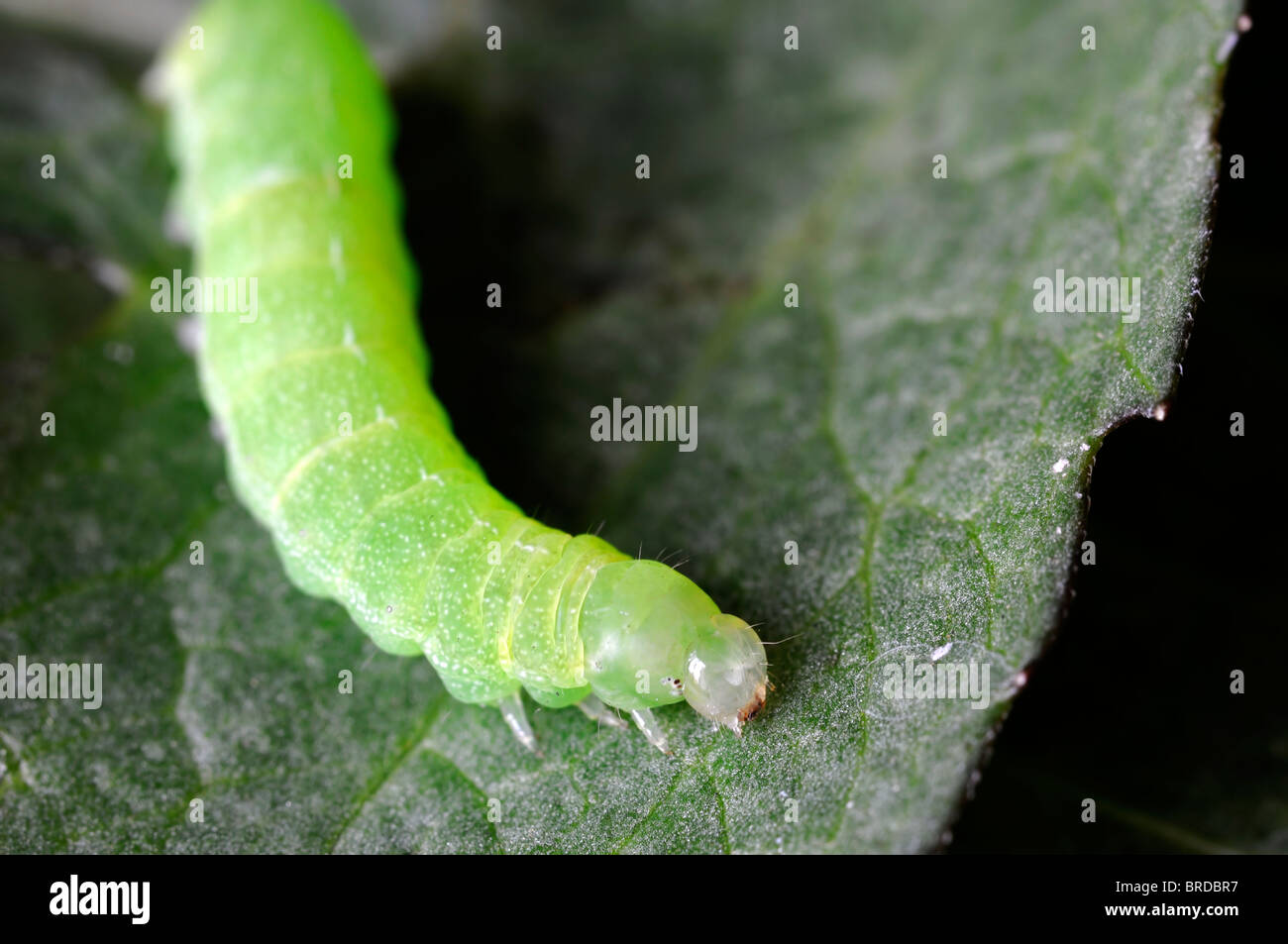 green caterpillar on a green leaf contrast contrasted insect lifecycle Stock Photo