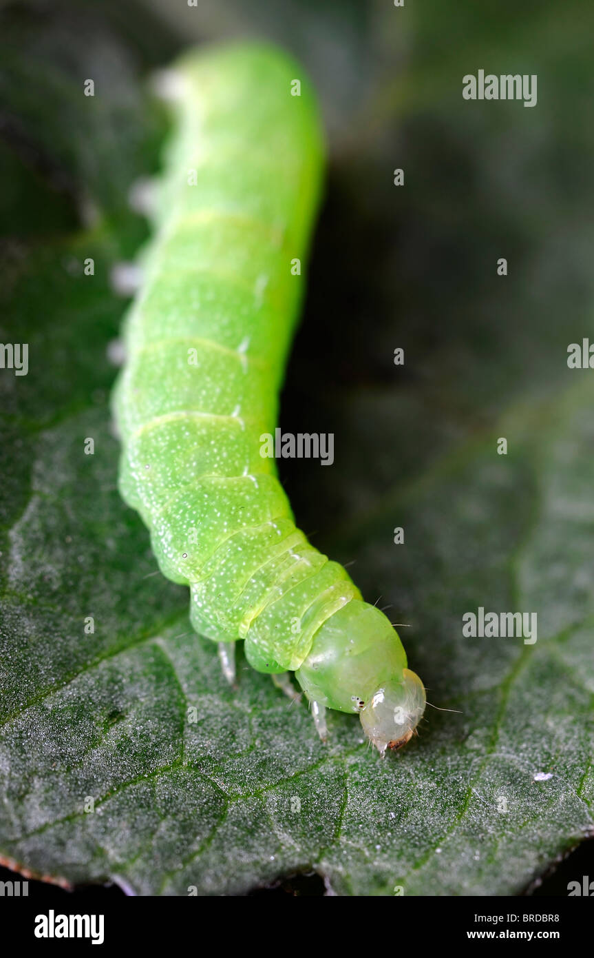 green caterpillar on a green leaf contrast contrasted insect lifecycle Stock Photo