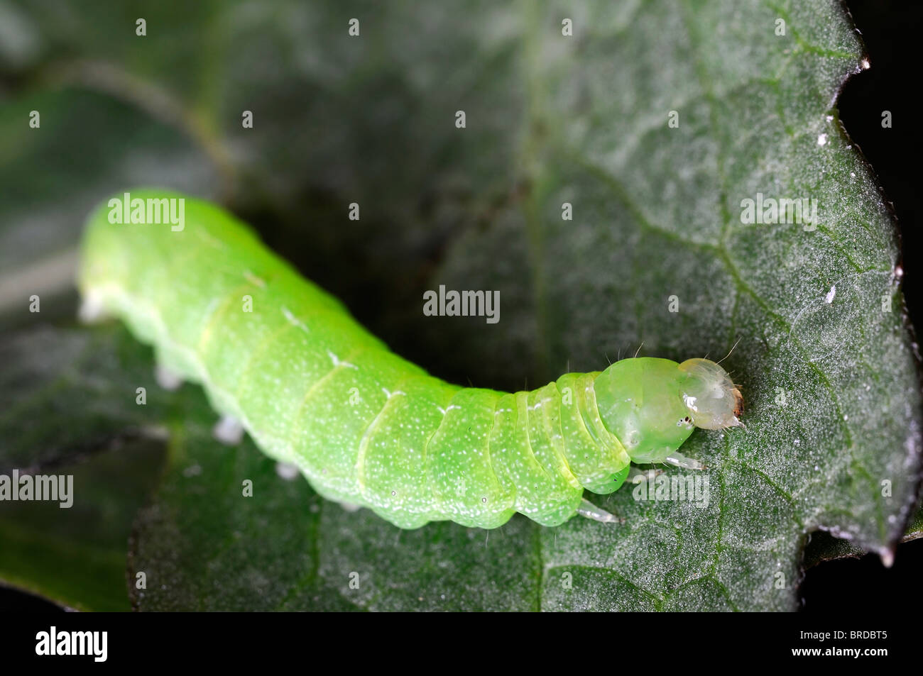 green caterpillar on a green leaf contrast contrasted insect lifecycle Stock Photo