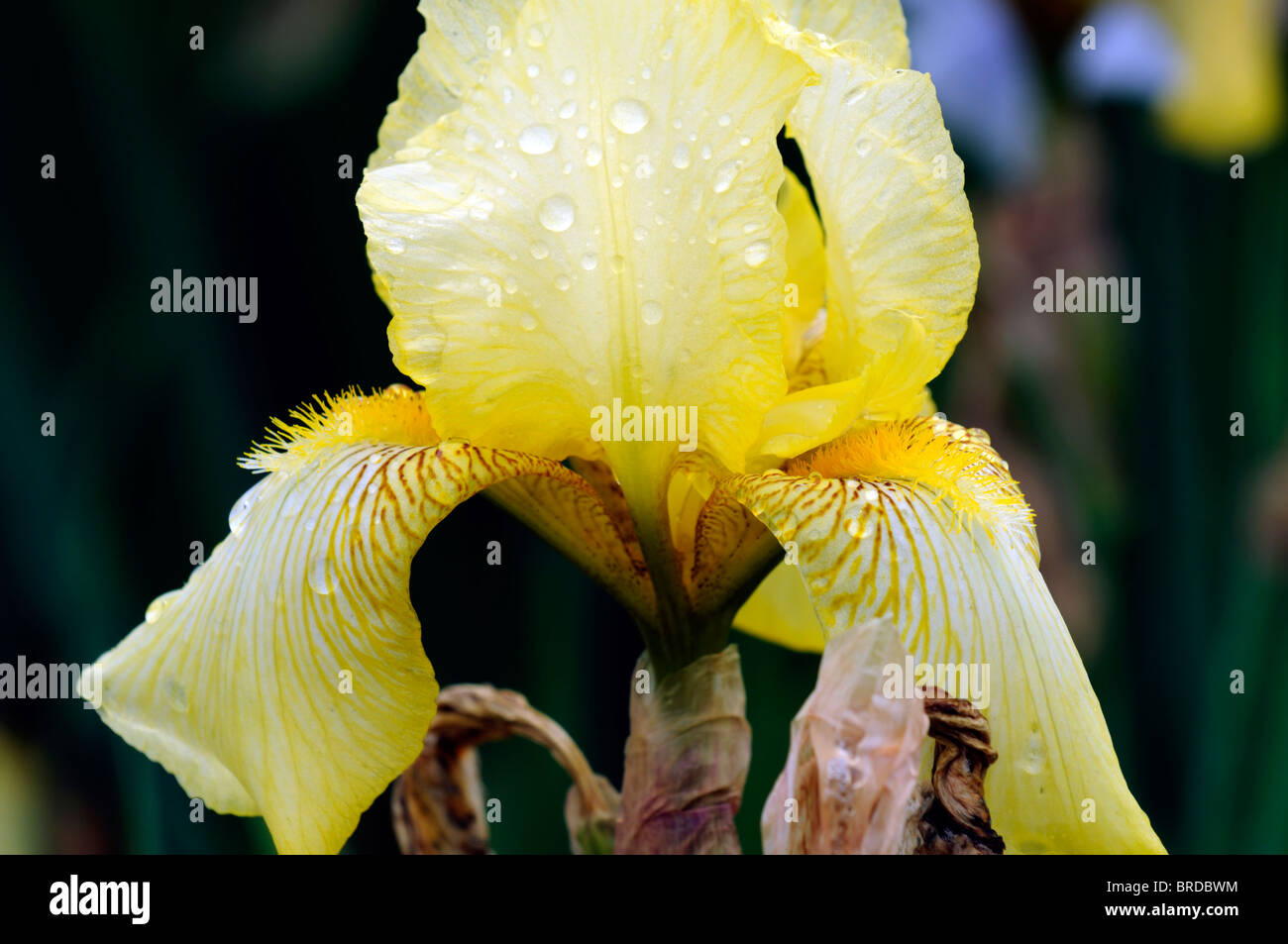 iris alice harding Bearded Iris germanica German Iris Rhizomatous lemon ...