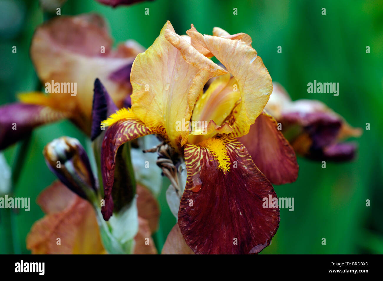 iris Rosenthallis Bearded Iris germanica German Iris Rhizomatous orange rust colour color bloom flower blossom Stock Photo