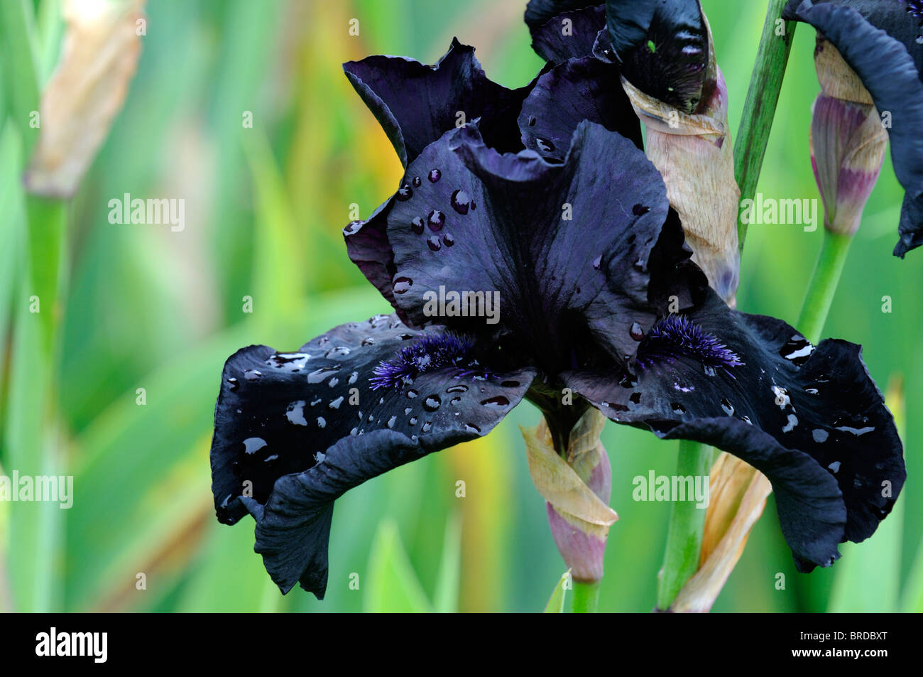 iris before the storm Bearded Iris germanica German Iris Rhizomatous