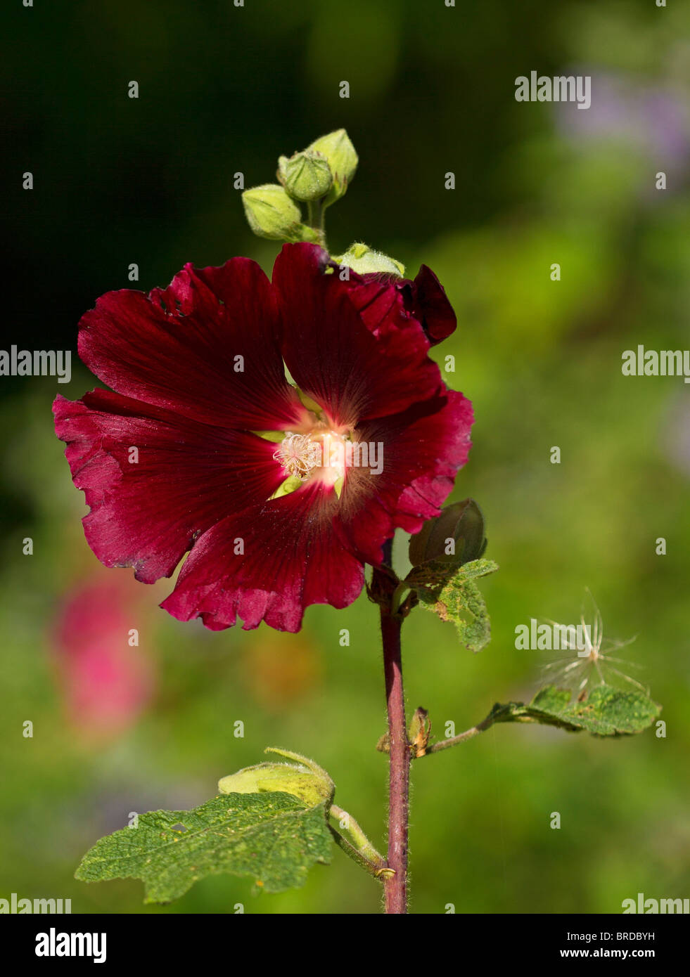 A single maroon coloured Hollyhock (Alcea rosea) in bloom in late summer in Sussex, UK Stock Photo