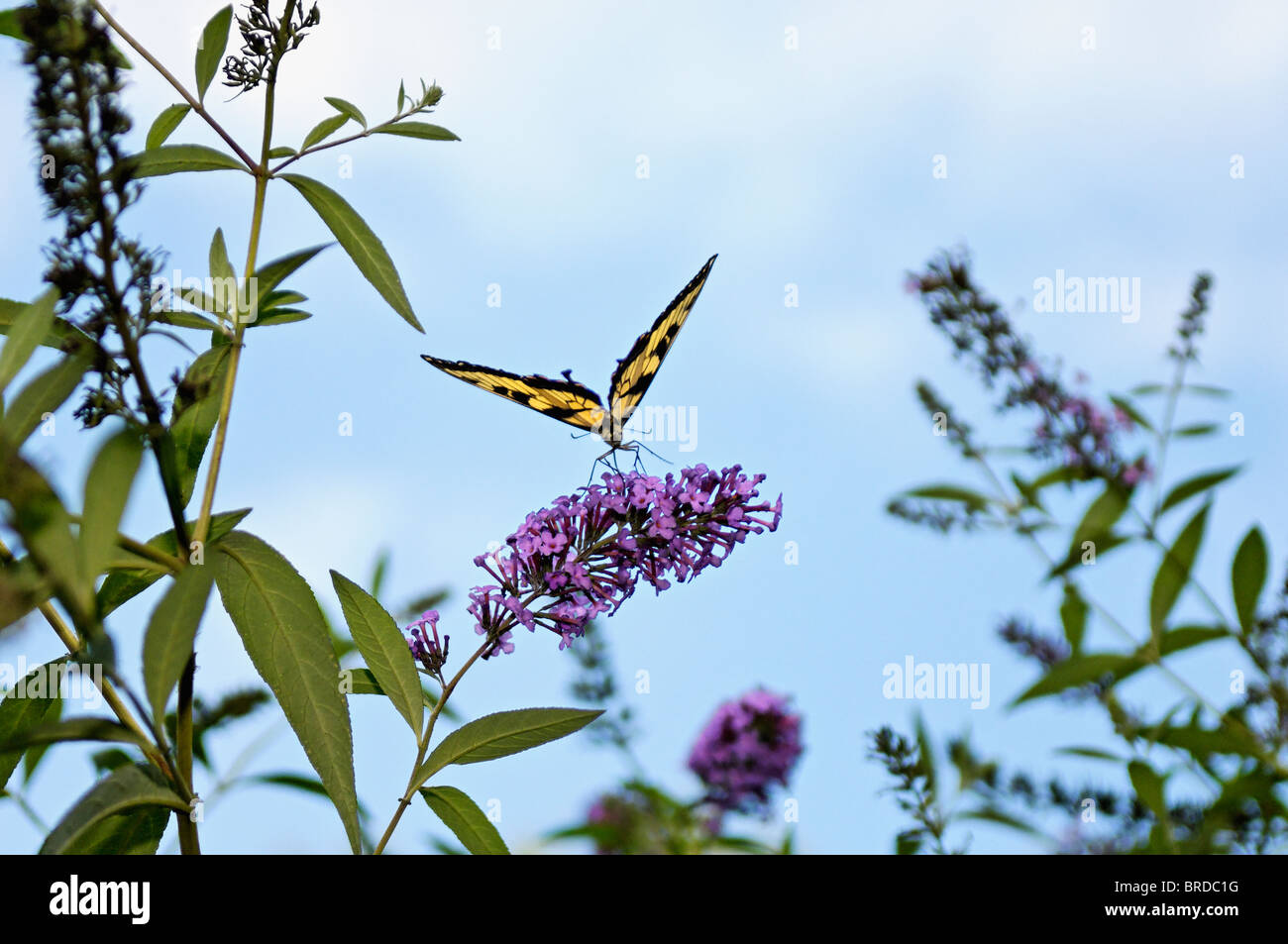 Tiger swallowtail butterfly hires stock photography and images Alamy