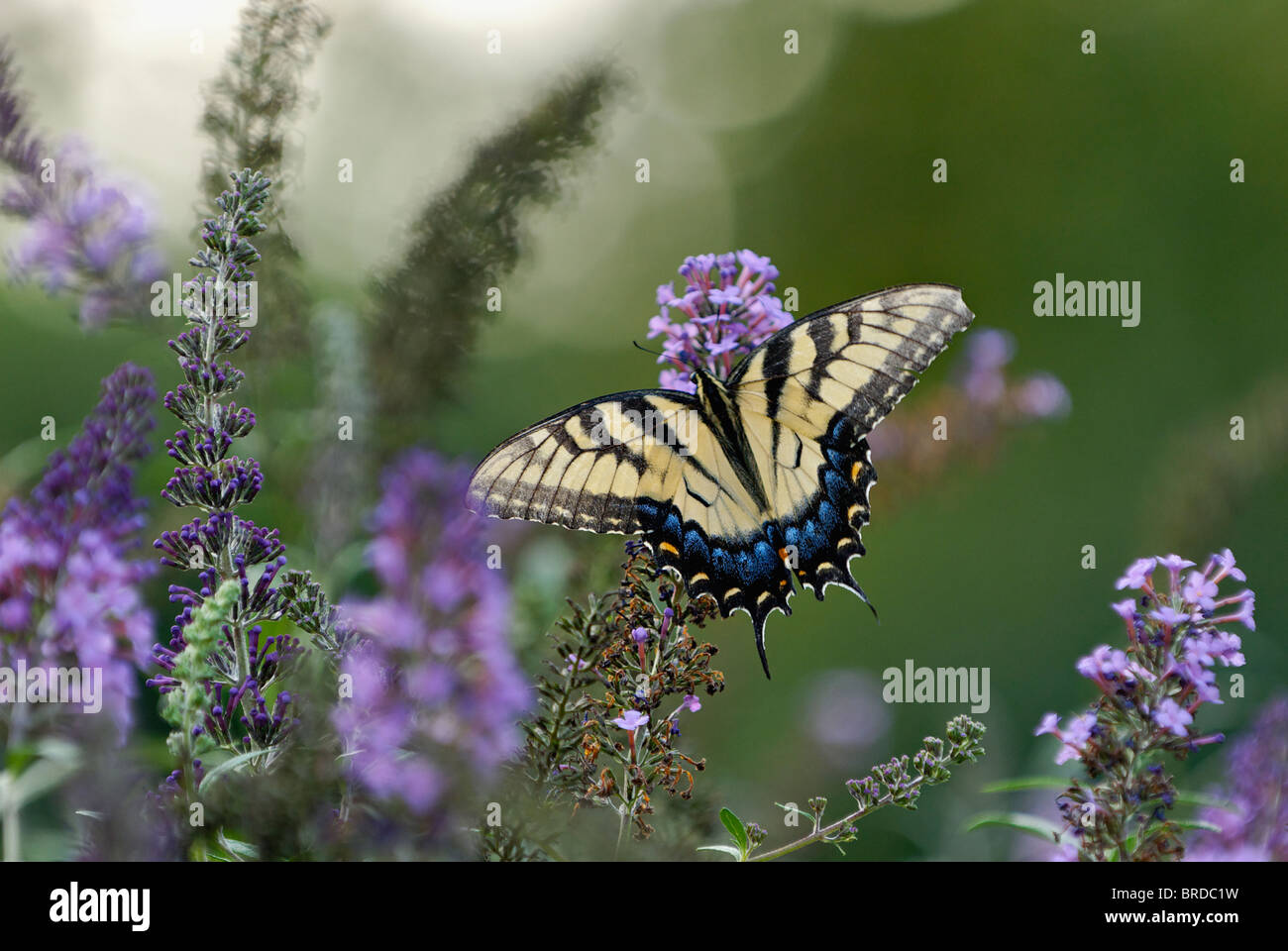 Eastern tiger swallowtail butterfly hires stock photography and images