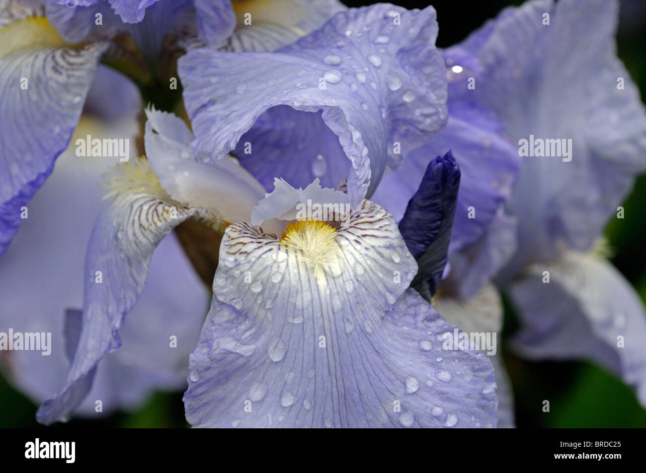 iris jane phillips Bearded Iris germanica German Iris Rhizomatous flax