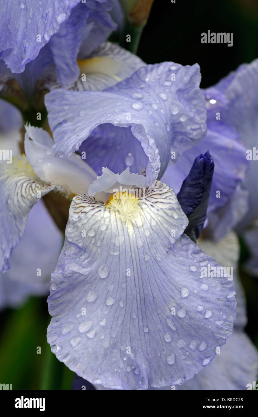 iris jane phillips Bearded Iris germanica German Iris Rhizomatous flax