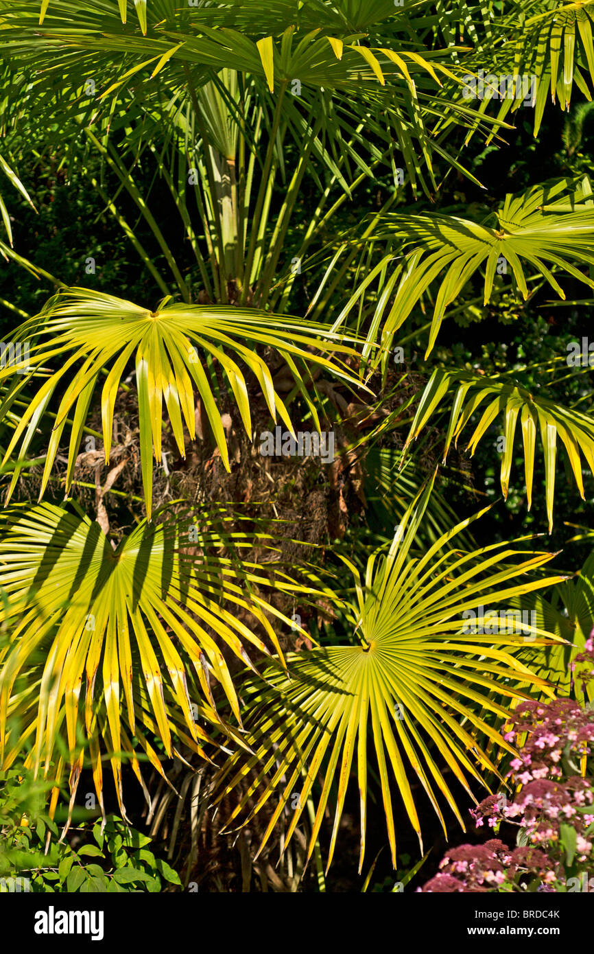 The Chinese Windmill Palm (Trachycarpus fortunei) in early Autumn, UK Stock Photo