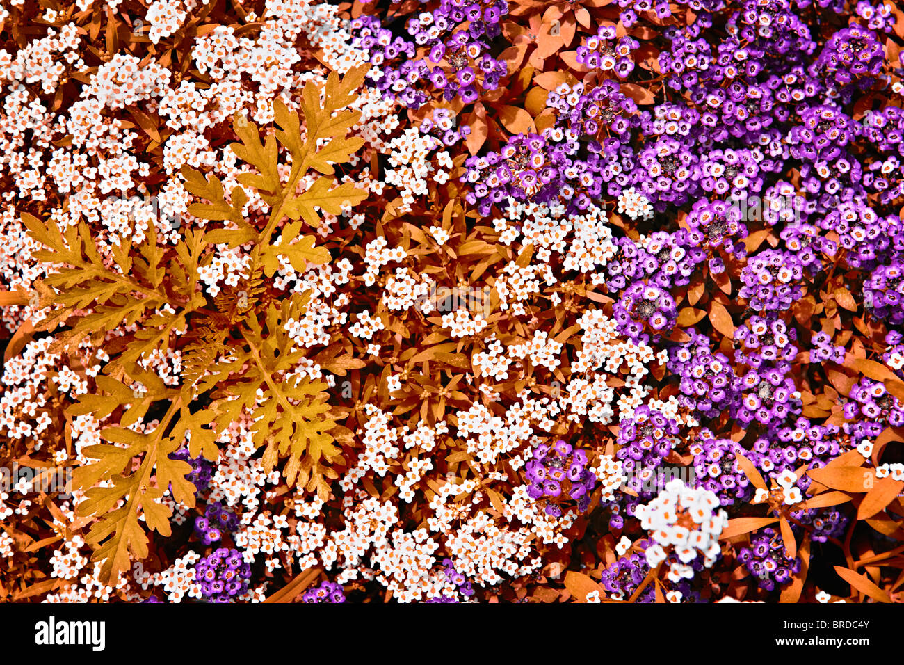 Ground cover plants hi-res stock photography and images - Alamy
