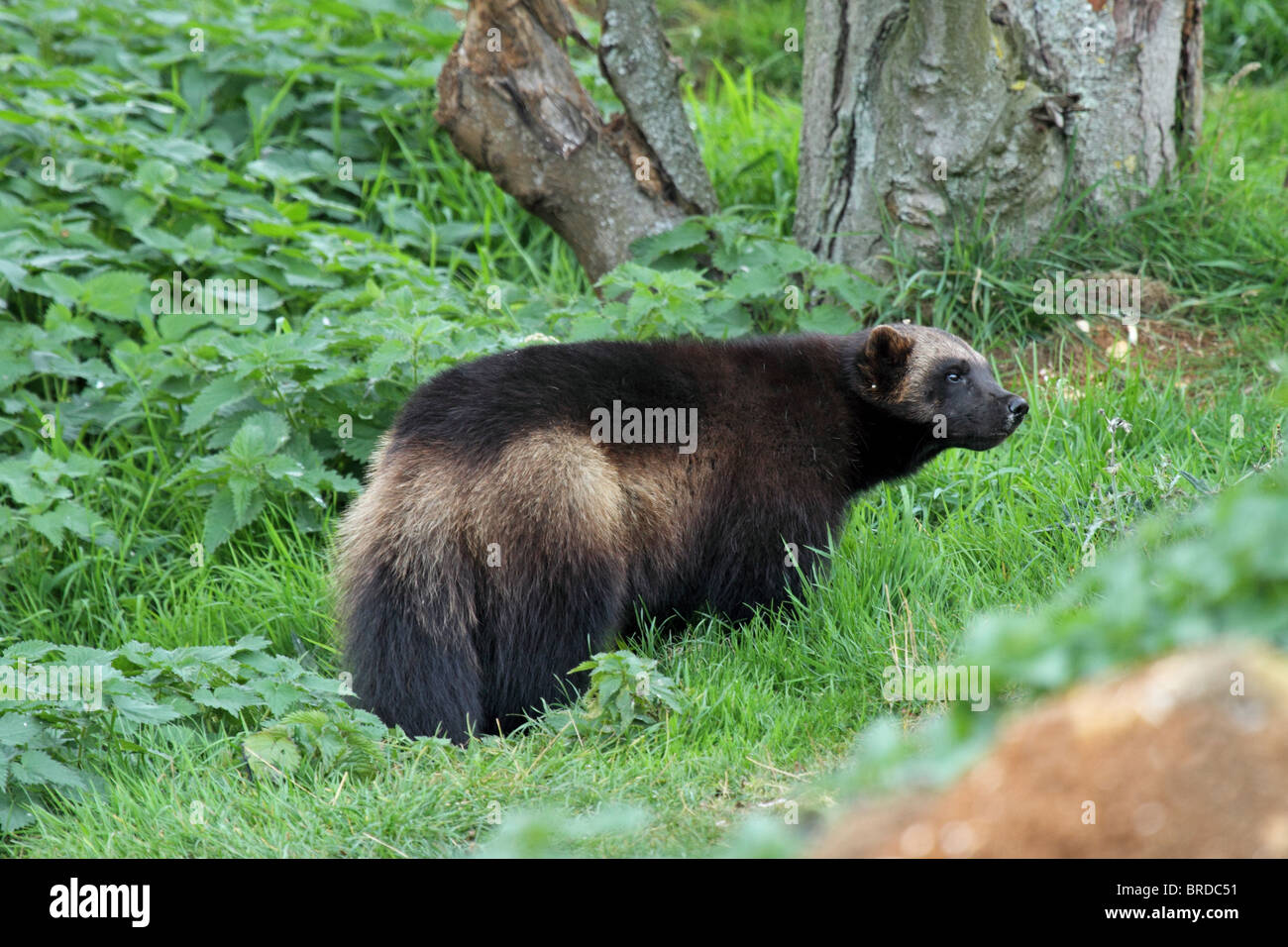 Wolverine (Gulo gulo) - largest member of weasel family Stock Photo - Alamy