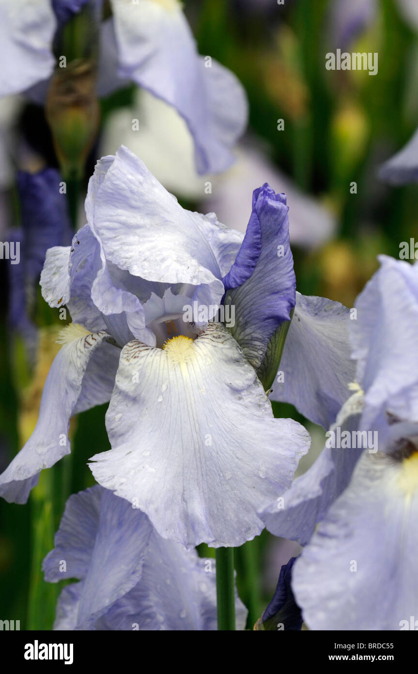 iris jane phillips Bearded Iris germanica German Iris Rhizomatous flax