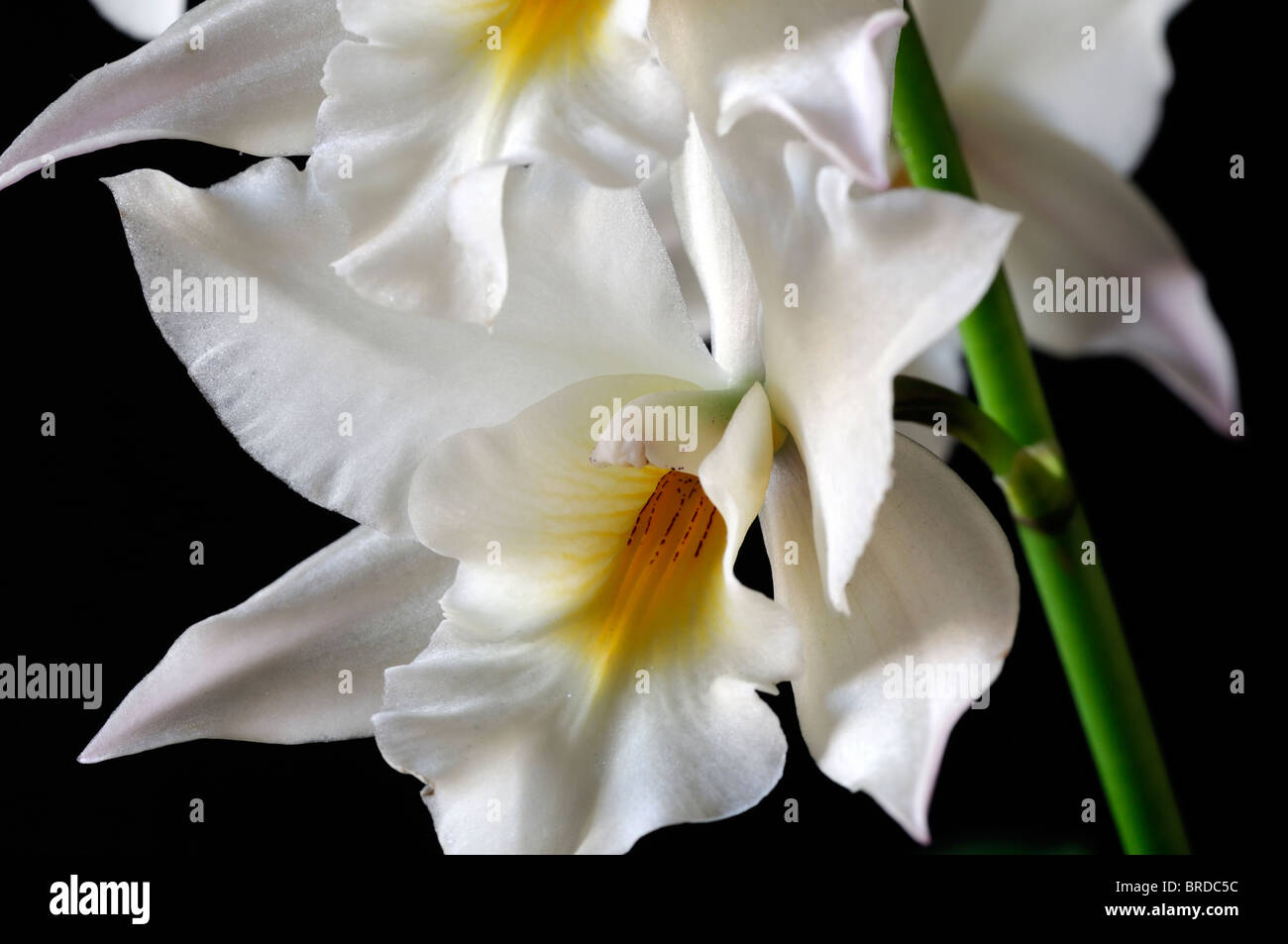 iwanagara 'apple blossom hihimanu pale yellow  white orchid cattleya type scent scented  perfume perfumed Stock Photo