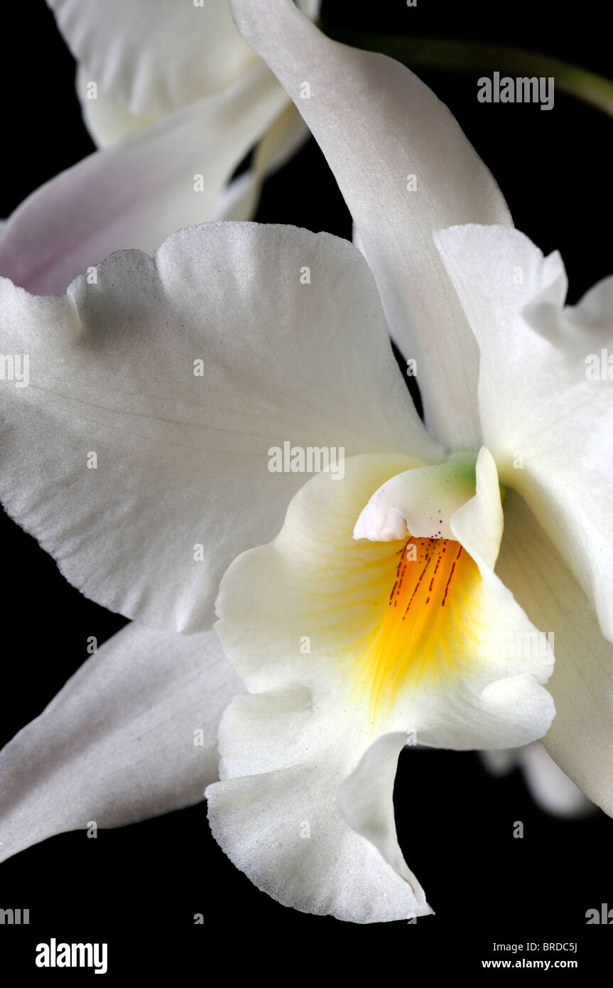 iwanagara 'apple blossom hihimanu pale yellow  white orchid cattleya type scent scented  perfume perfumed Stock Photo