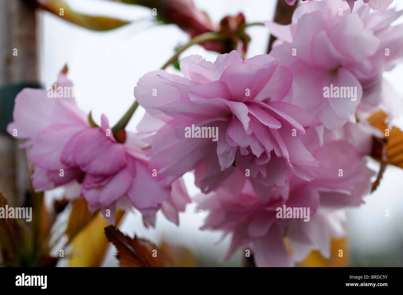 Prunus serrulata Kiku-shidare-zakura cheal's weeping cherry chrysanthemum  soft pink double flowers Stock Photo
