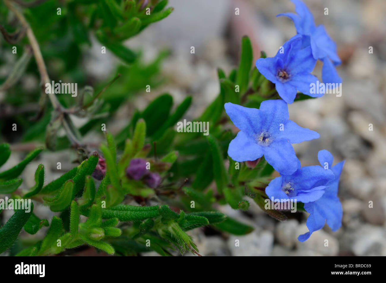 Lithodora diffusa Heavenly Blue Deep blue funnel-shaped flowers evergreen shrub Stock Photo