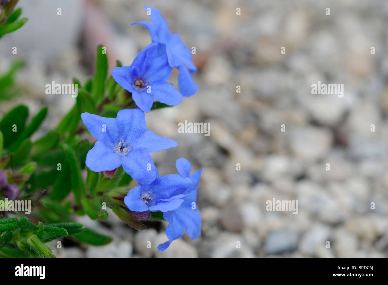 Lithodora diffusa Heavenly Blue Deep blue funnel-shaped flowers evergreen shrub Stock Photo