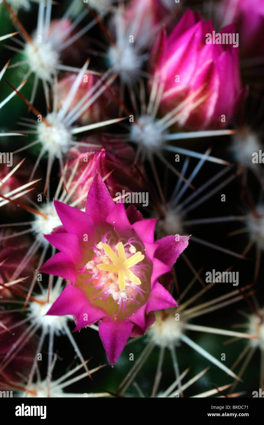 Pincushion Cactus Mammillaria species var sp ring ringed small delicate pink flower bloom