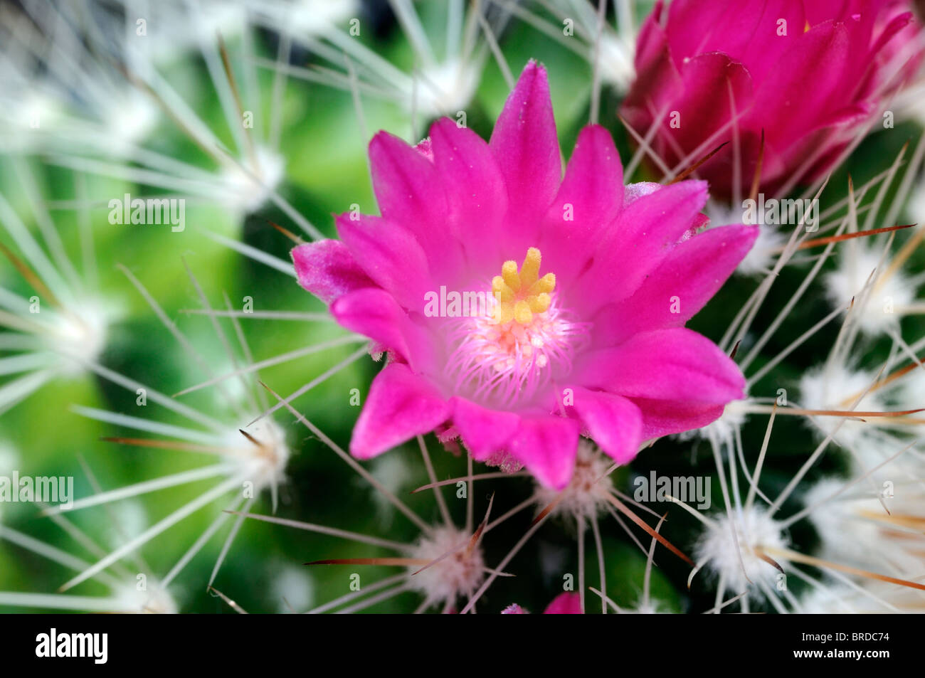 Fishhook cactus (Mammillaria dioica) in bloom For sale as Framed