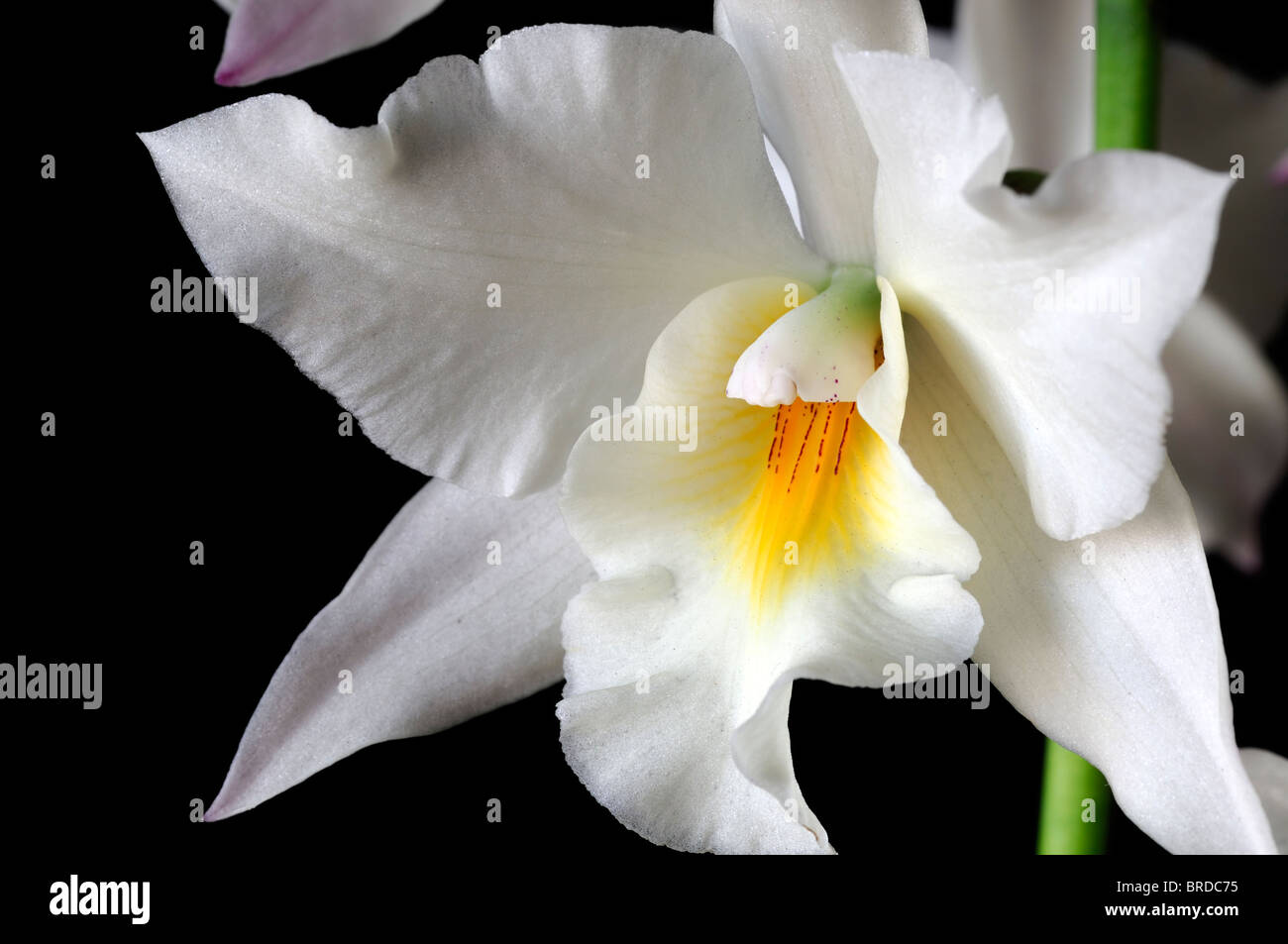 iwanagara 'apple blossom hihimanu pale yellow  white orchid cattleya type scent scented  perfume perfumed Stock Photo