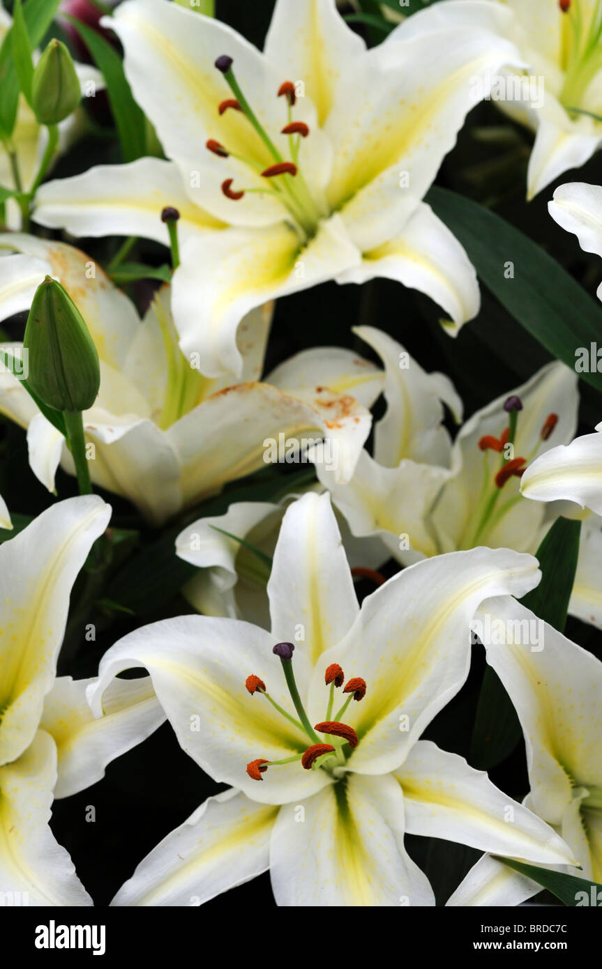 Oriental Lilium lily Devotion Lilium x auratum x speciosum Strong striking white blooms with a yellow throat Stock Photo