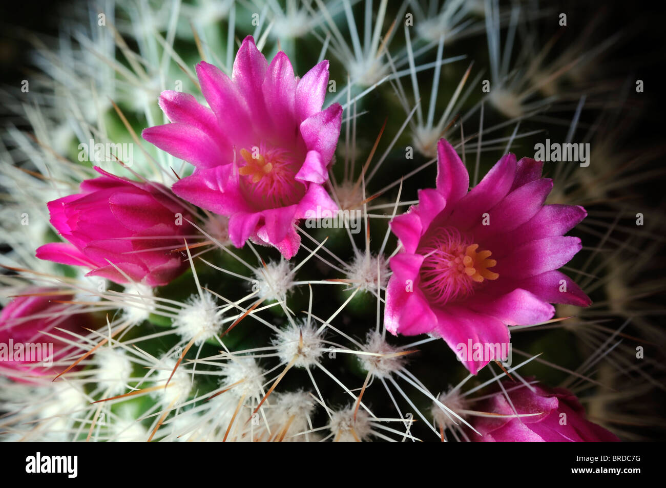Cactus mammillaria mammillaria sp hi-res stock photography and images -  Alamy