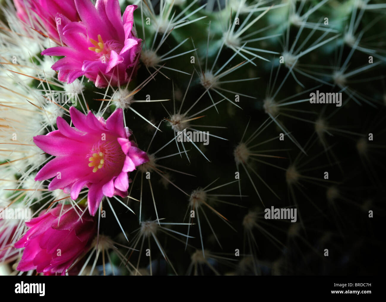 Pincushion Cactus Mammillaria species var sp ring ringed small delicate