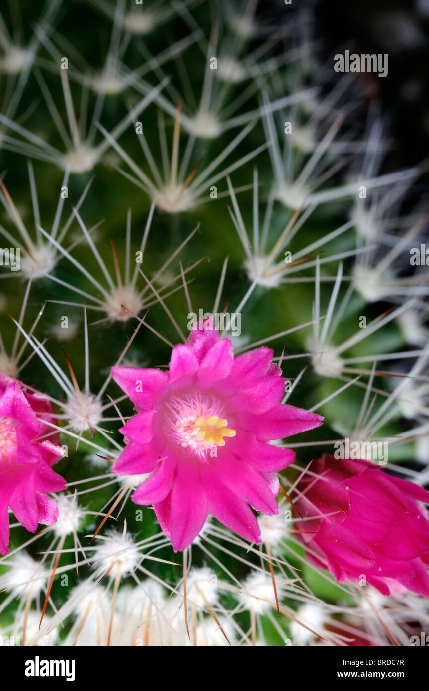 Pincushion cactus hires stock photography and images Alamy