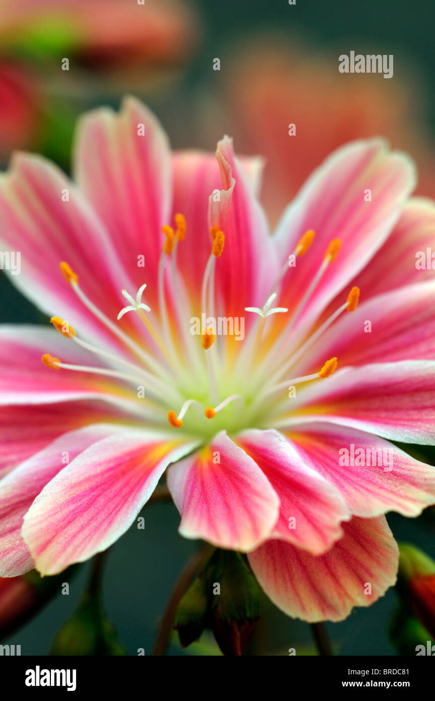 Pink and white Lewisia Cotyledon bitter root hybrid flowers bloom blossom closeup close up macro portrait Stock Photo