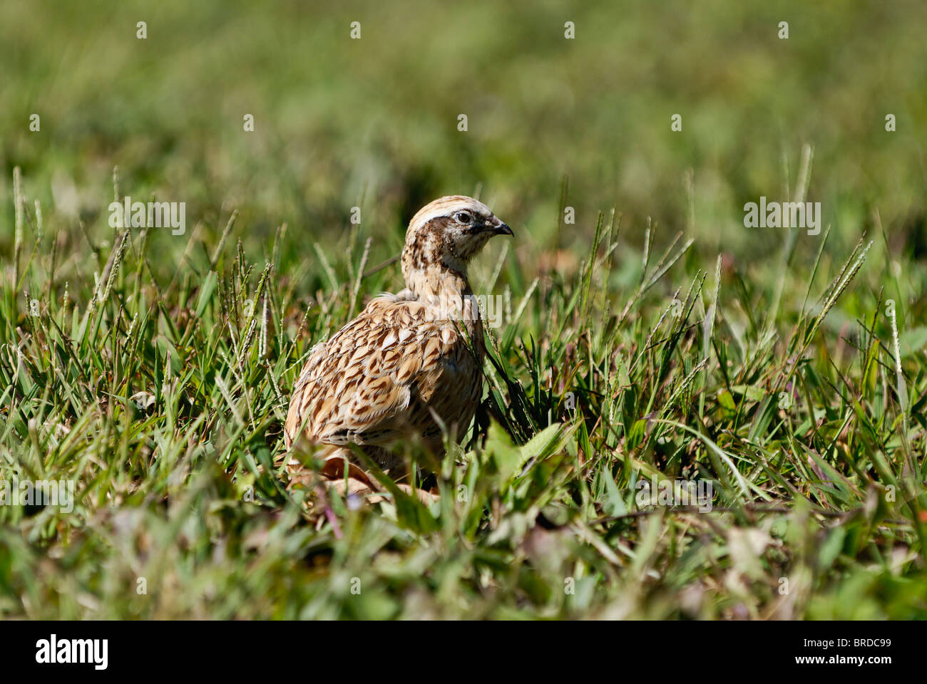 Bobwhite Quail in Harrison County, Indiana Stock Photo - Alamy