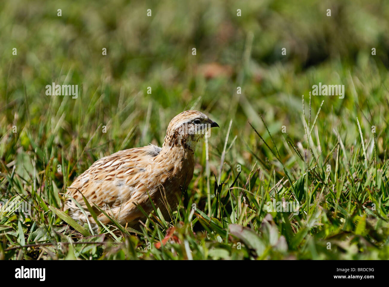 Bobwhite Quail in Harrison County, Indiana Stock Photo - Alamy