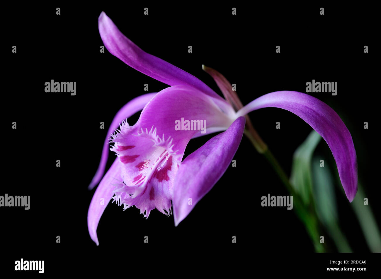 Pleione formosana purple windowsill orchid flower plant set contrast contrasted black background Stock Photo