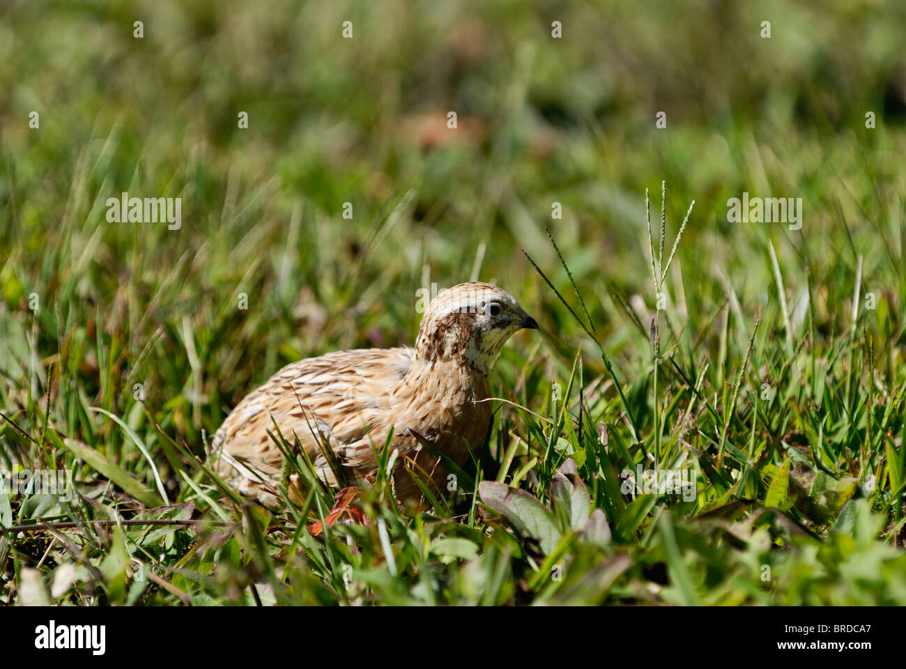 Bobwhite Quail in Harrison County, Indiana Stock Photo - Alamy