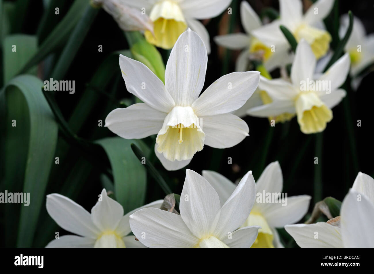 Narcissus sailboat Daffodil macro photo Close up flower bloom blossom Jonquil hybrid white petals pale yellow cup turns cream Stock Photo