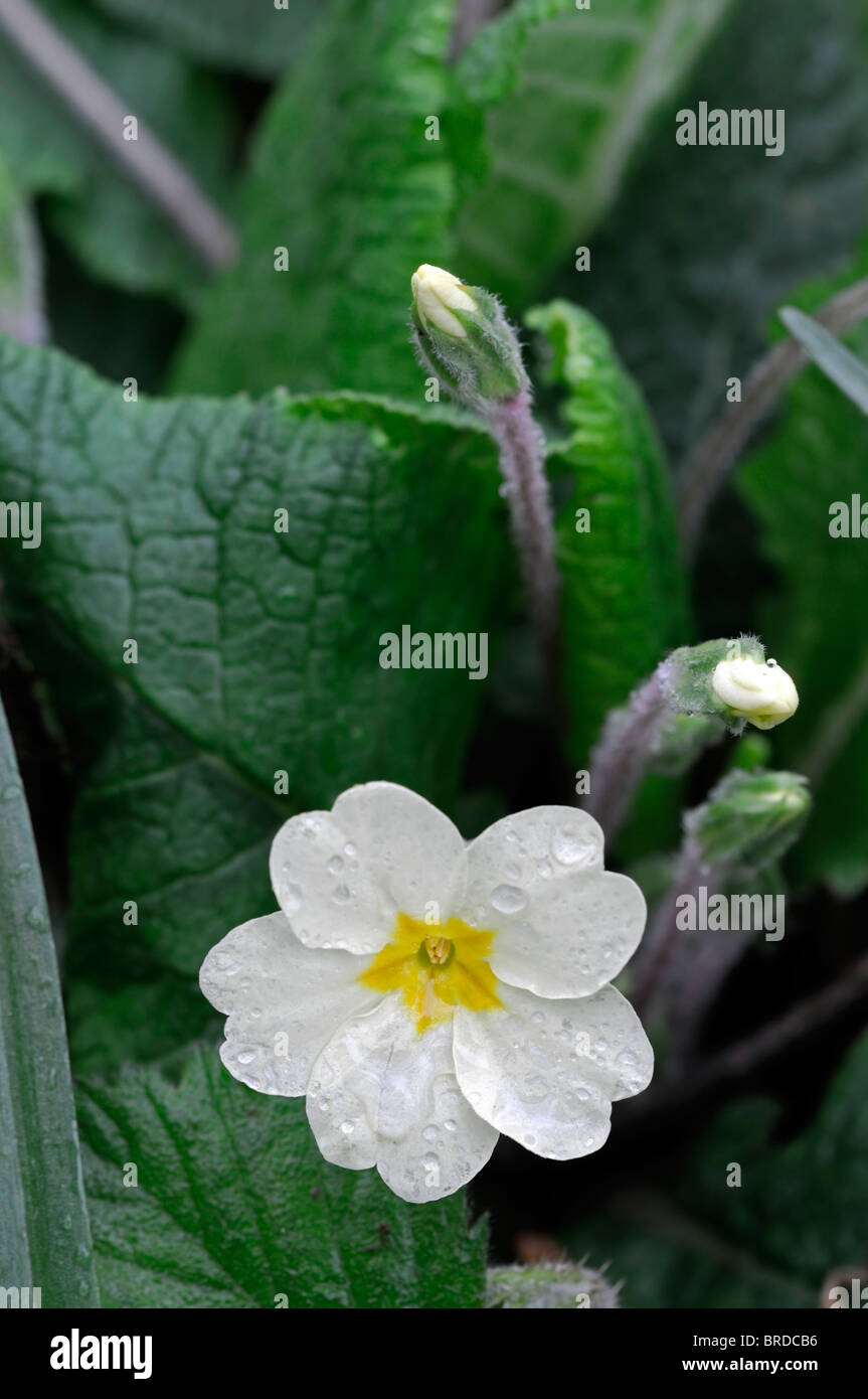 Primula cowslip primrose white flower closeup close up macro Stock ...