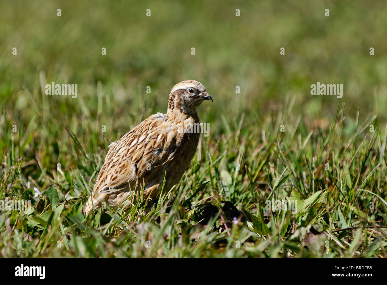 Bobwhite Quail in Harrison County, Indiana Stock Photo - Alamy