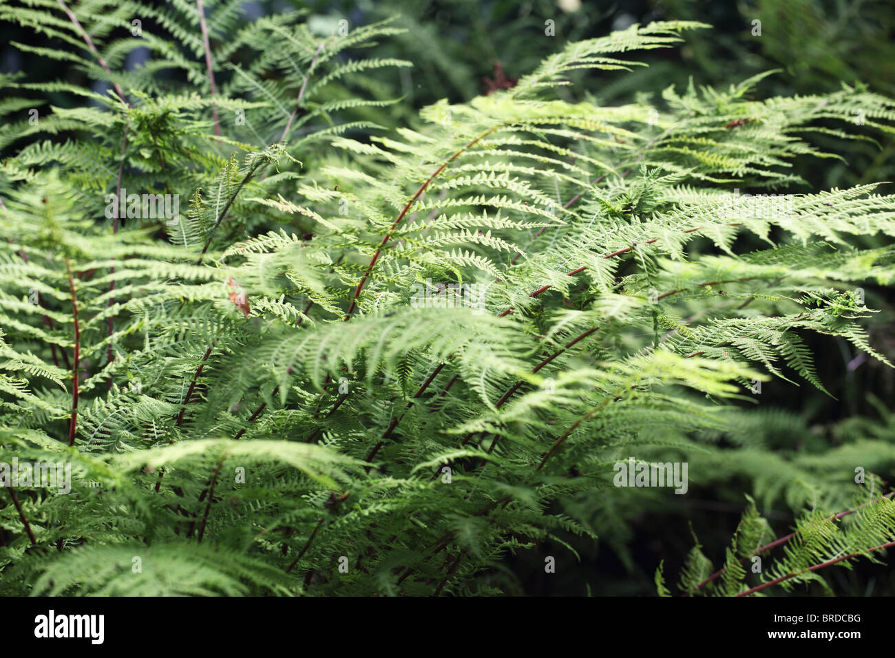 Close up ferns hi-res stock photography and images - Alamy