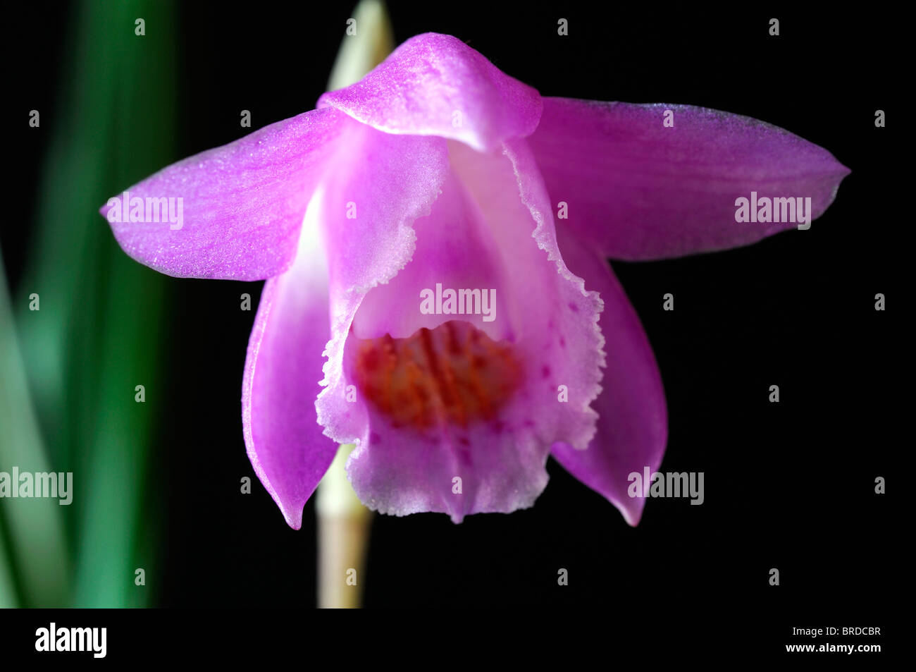 Pleione scopulorum windowsill orchid flower plant pink purple set contrast contrasted black background Stock Photo